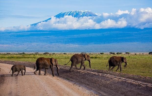 Amboseli elephants