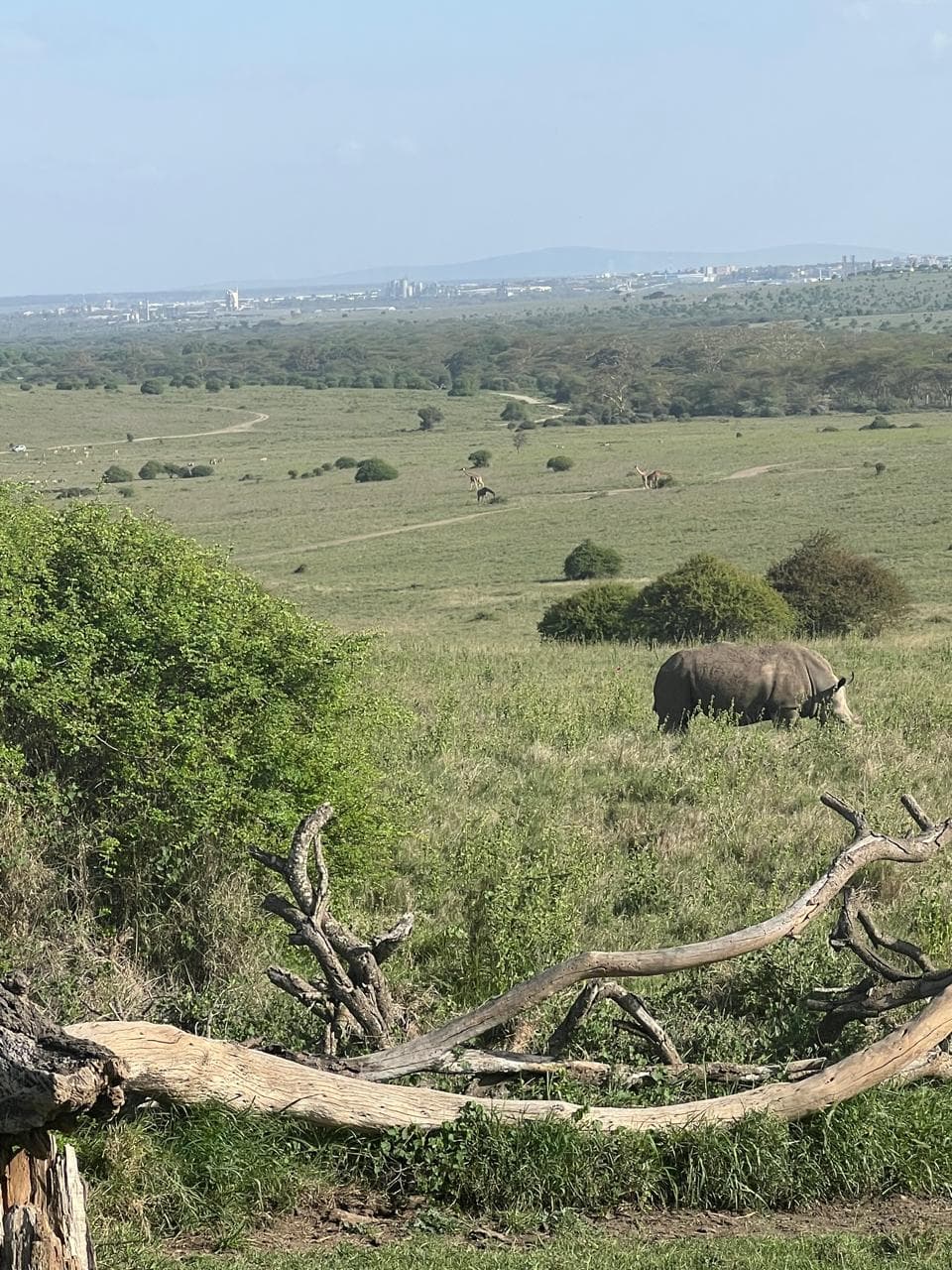 Nairobi National Park