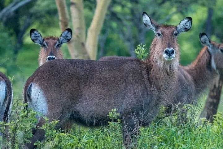 Lake Nakuru