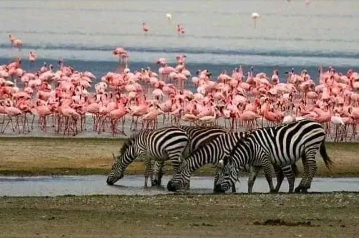 Lake Nakuru
